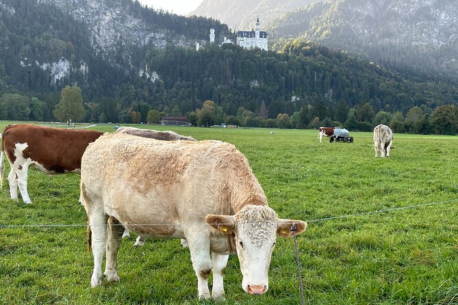 Neuschwanstein Castle & more - Private Tour from Munich - Wies Church: brilliant color and quiet space