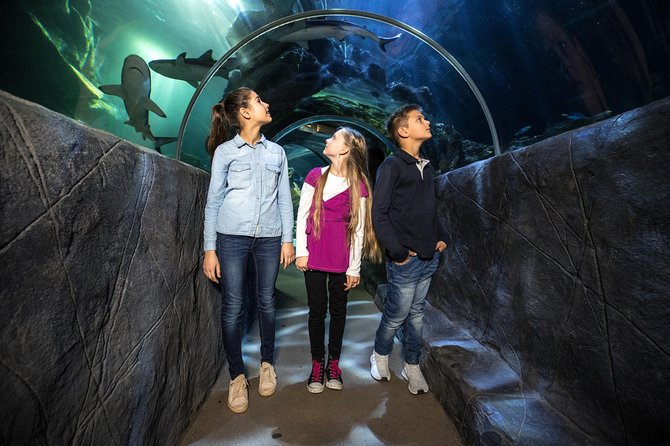SEA LIFE Munich Admission Ticket - Small fish, large groupers, and sea turtles