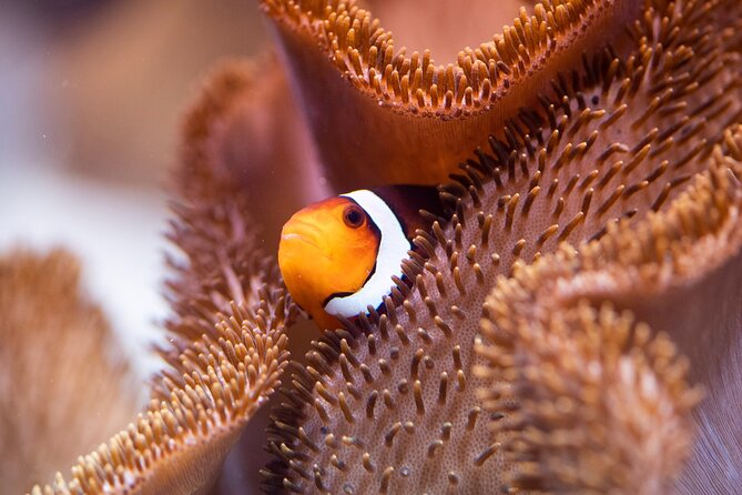 SEA LIFE Munich Admission Ticket - Is $28.91 a fair price?