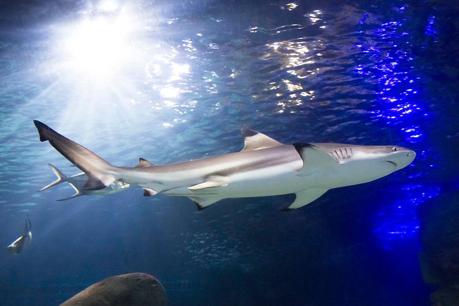 SEA LIFE Munich Admission Ticket - What the family experience is really like